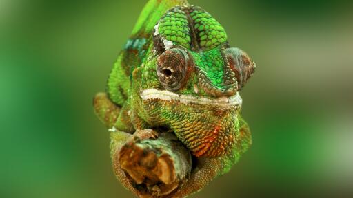 Chameleon on a tree branch green vibrant Ultra HD