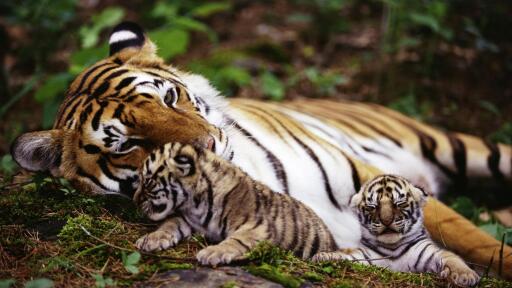 3840x2160 animals baby animals tiger 6310