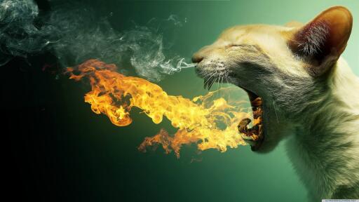 Cat Spitting Fire Most Amazing Ultra HD Desktop Wallpapers3