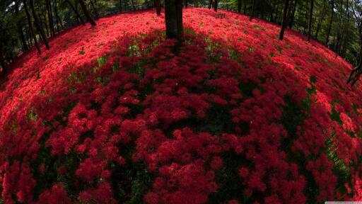 High definition background red spider lilies blooming by trees wallpaper 3840x2160 HD image