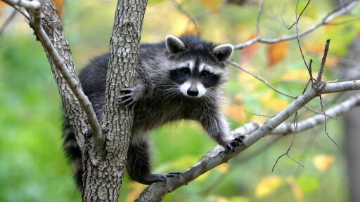 Raccoon branches trees climbing animal 64742 3840x2160 Wallpaper