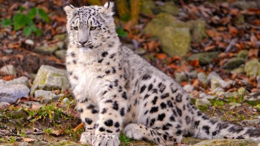 3840x2160 leopard animals snow leopard cub snow cub leopard 16437