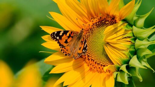 3840x2160 animals sunflower butterfly on a sunflower butterfly 12831