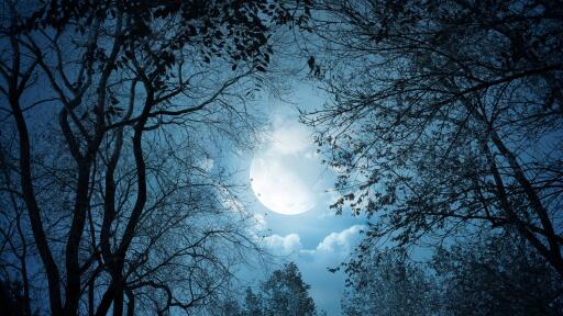 Lovely moonlight shining at night moon branch night clouds 48105 3840x2160 UHD 4K Wallpaper