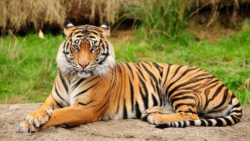 Tigers animals images HD+ iPhone Smartphone Computer Desktop Wallpaper