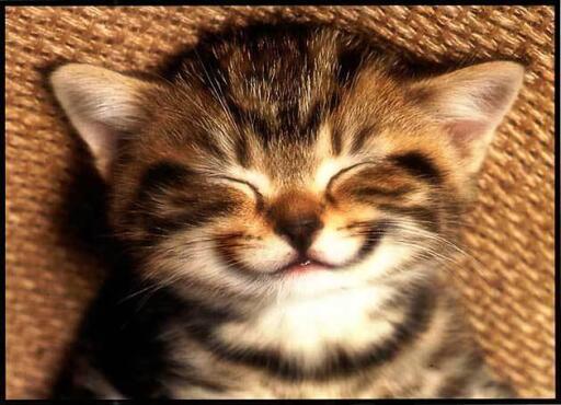 Cat smile