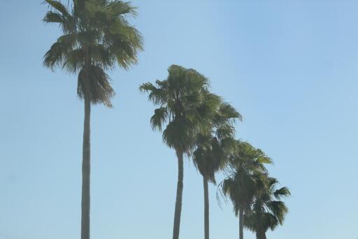 Florida Palms and Blue Skies