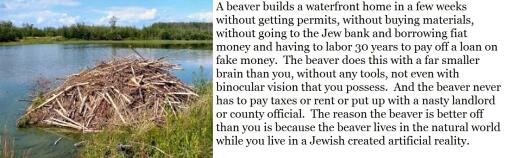 beaver house no taxes2