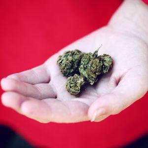 Does the UK Really Have Medical Marijuana? - Bristol bud