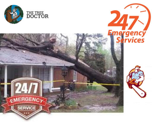 Emergency Tree Removal | The Tree Doctor