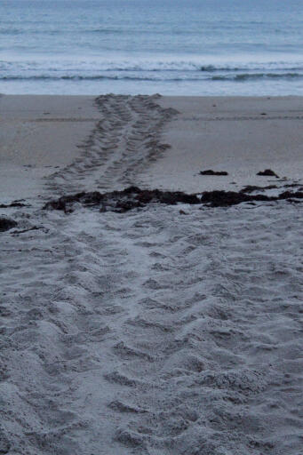SeaTurtle Tracks at Coconut Point Beach in Melbourne Beach FLORIDA