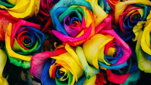 Rainbow Roses uhd