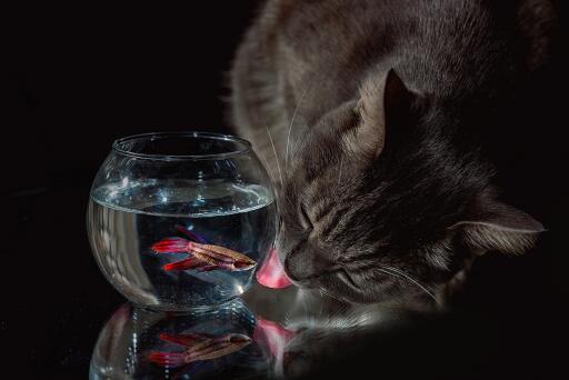 A Cat And A Fish (2)