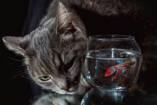 A Cat And A Fish (3)