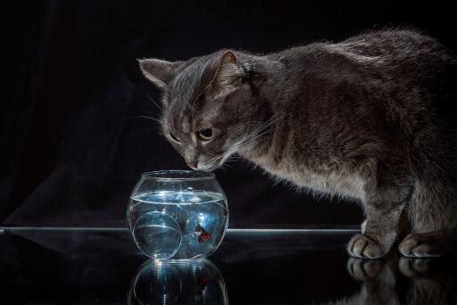 A Cat And A Fish (4)