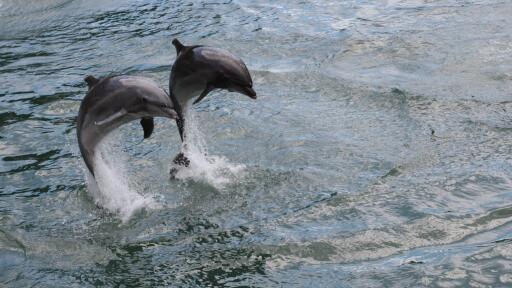dolphins jump ultra hd wallpapers