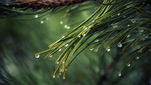 Pine Tree Rain Drops uhd