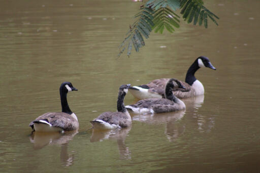 Hollins Mill Park Canadian Geese Gaggle
