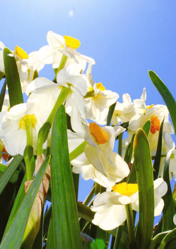 Daffodil Heaven