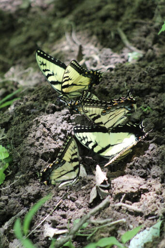 Tiger Swallowtail Butterflies of Virginia