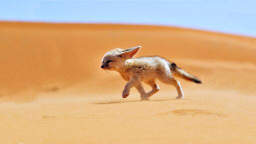 Sand fox desert wind landscapes africa algeria animals nature fennec wallpaper 1 Wallpaper