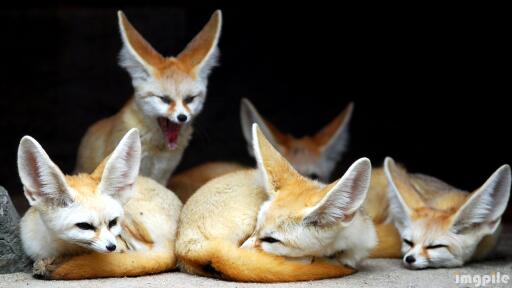 Fenech animals fox yawn family eared 29587 3840x2160