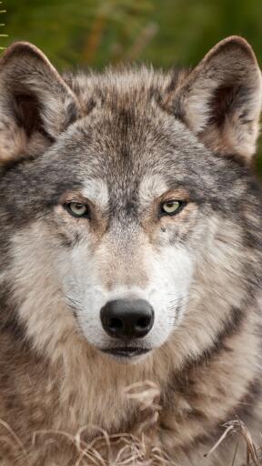 High Definition Wolves wolf muzzle predator wool 52854 1080x1920 Awesome Smartphone Wallpaper