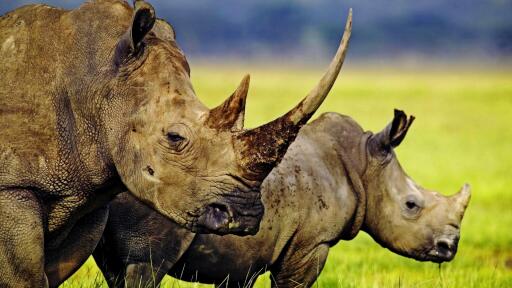 Animals horned rhino animals rhinoceros hd wallpapers 1920x1080