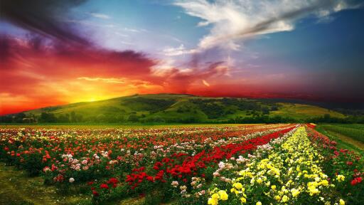 Download Ultra HD 4K beautiful flowers with colorful clouds 877 Computer Desktop Wallpaper