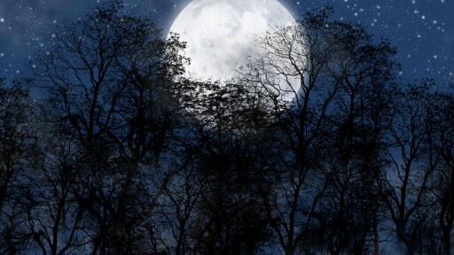Lovely moonlight shining at night night moon forest zvezdy nebo stuff ultra 3840x2160 hd wallpaper 3