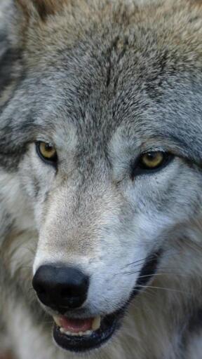 High Definition Wolves muzzle predator wolf look 1080x1920 Awesome Smartphone Wallpaper