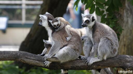 Animals Primate Lemur UHD