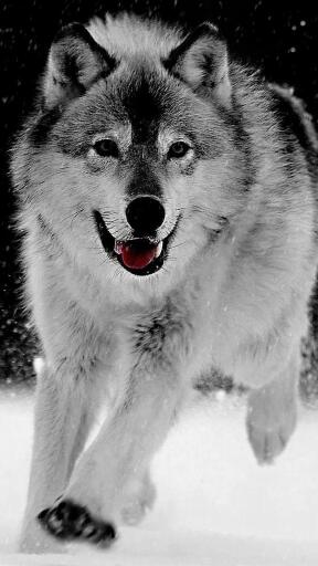 High Definition Wolves 421320 Awesome Smartphone Wallpaper