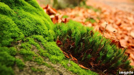 Amazing green moss hd nature wallpaper 3840x2160