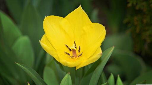 High definition background yellow tulip wallpaper 3840x2160 HD image
