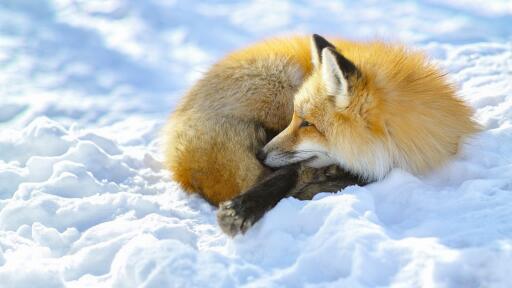 Snow fox 3840x2160 Wallpaper