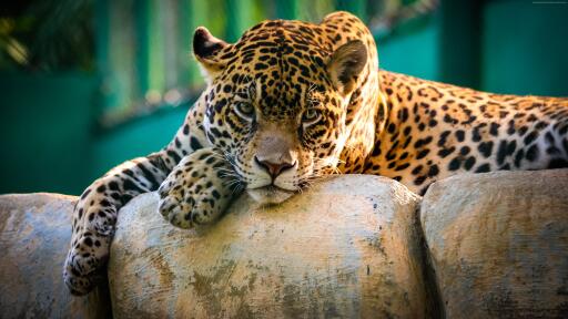 Neational Geographic Nature jaguar 3840x2160 wild cat sad face 10303 HD Desktop Wallpaper