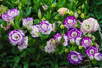 Lisianthus Flower Seeds for Planting