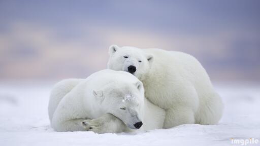 Animals wildlife polar bears wallpaper 2