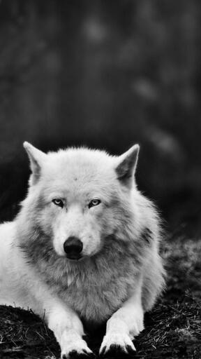 High Definition Wolves 1080x1920 wolf wolf in the forest animals 13455 Awesome Smartphone Wallpaper
