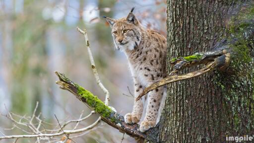 Animals Lynx Big Cats HDR Wallpaper