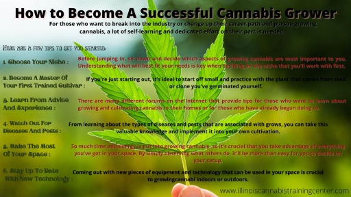 How to Become A Successful Cannabis Grower