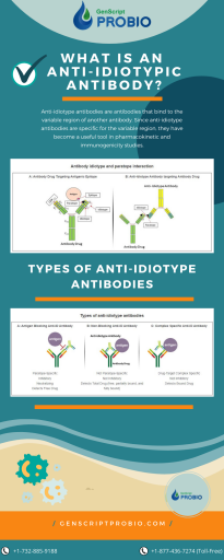 what is an anti idiotypic antibody