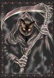 grim reaper cat