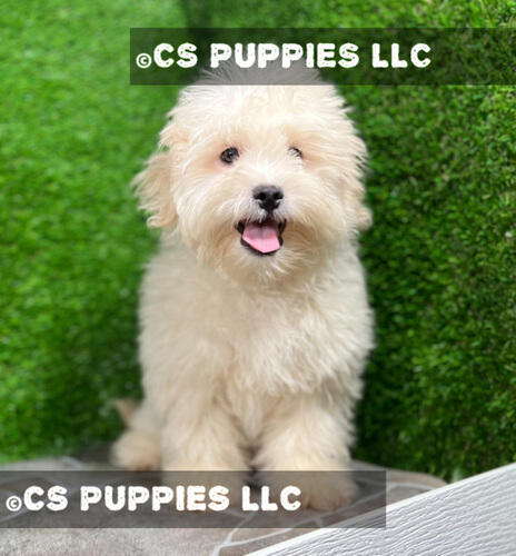 Toy Miniature Poodles For Sale Texas | Abcpuppy.com