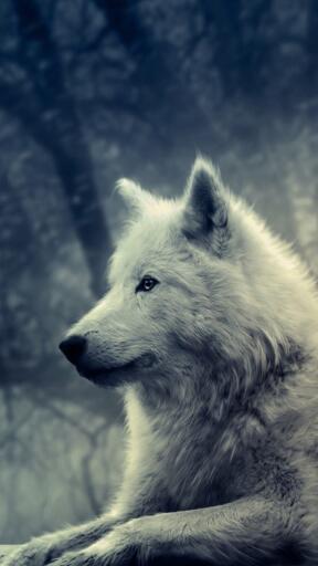 High Definition Wolves White Wolf Painting 1080x1920 Awesome Smartphone Wallpaper