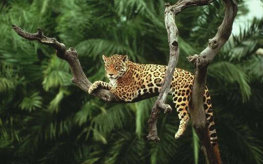 Collection of Amazing Wallpapers from around the world 04 Leopard HD Desktop Wallpaper