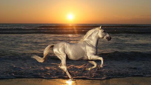 Nature stallion horse animals rides sea 3840x2160 computer desktop iPhone retina Wallpaper