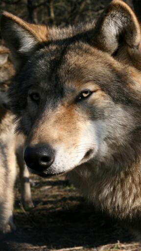 High Definition Wolves wolf predator face wild 1080x1920 Awesome Smartphone Wallpaper