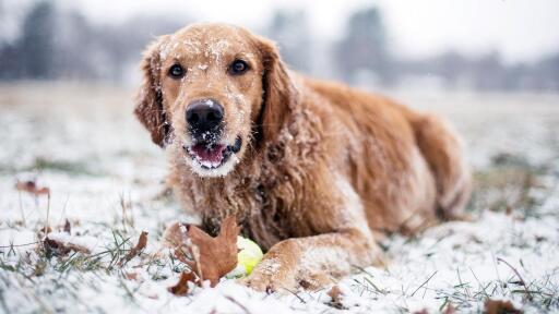 3840x2160 winter retriever animals golden retriever in the snow golden dog snow 24774 (1)